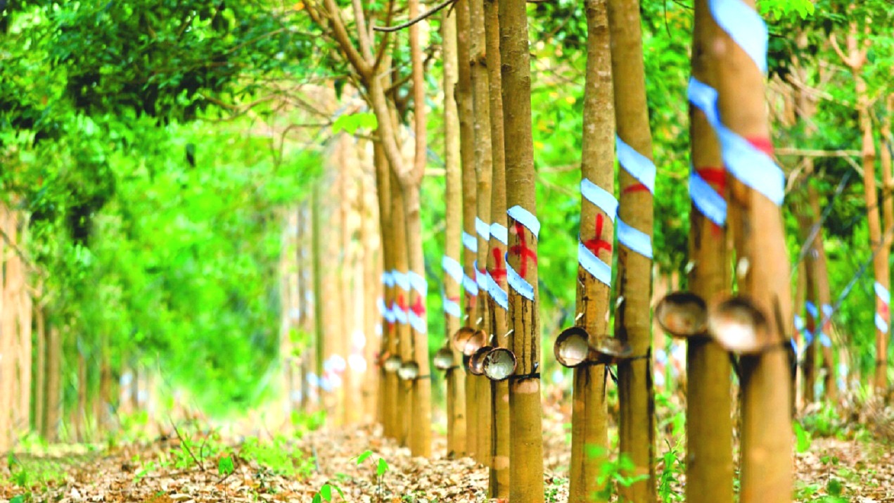 Hụt thu thanh lý cây cao su, lãi quý 2 của Cao su Phước Hòa (PHR) lao dốc 77%